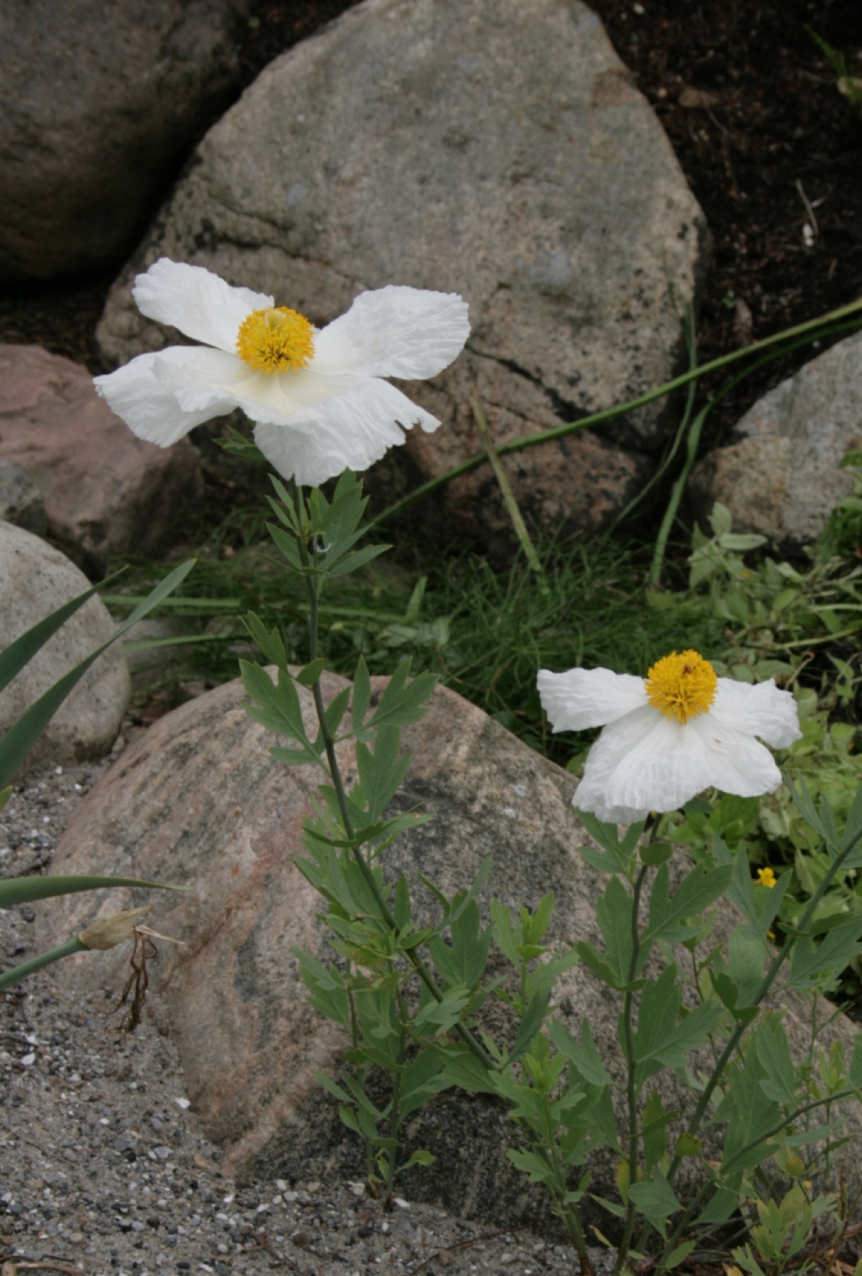 Matilija Poppy — photo 21