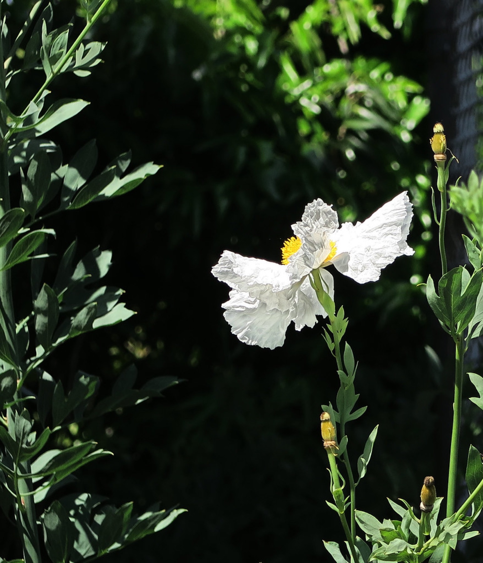 Matilija Poppy — photo 22