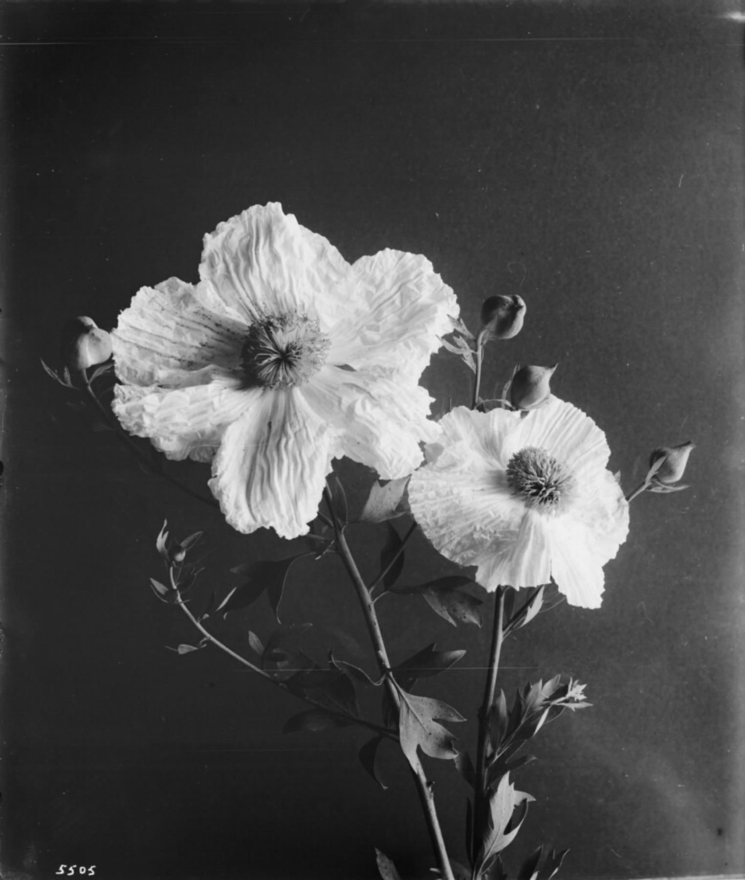 Matilija Poppy — photo 23