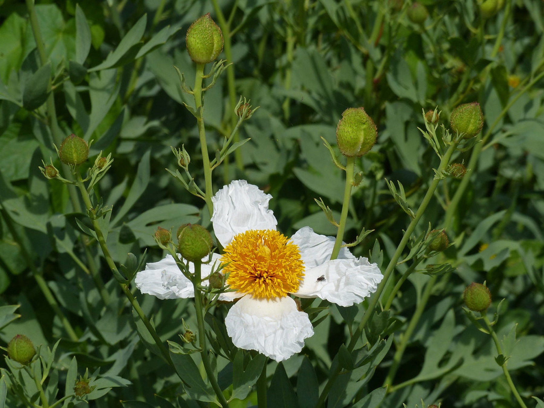 Matilija Poppy — photo 24