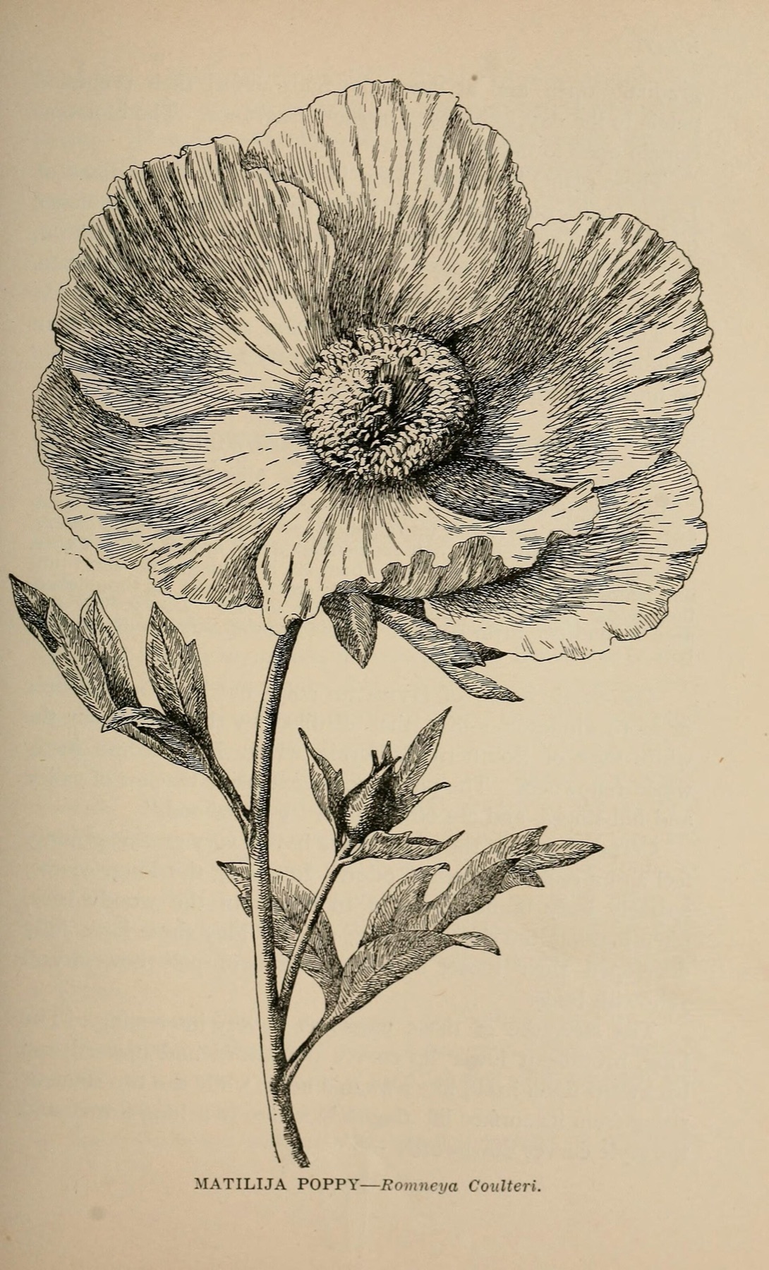 Matilija Poppy — photo 1