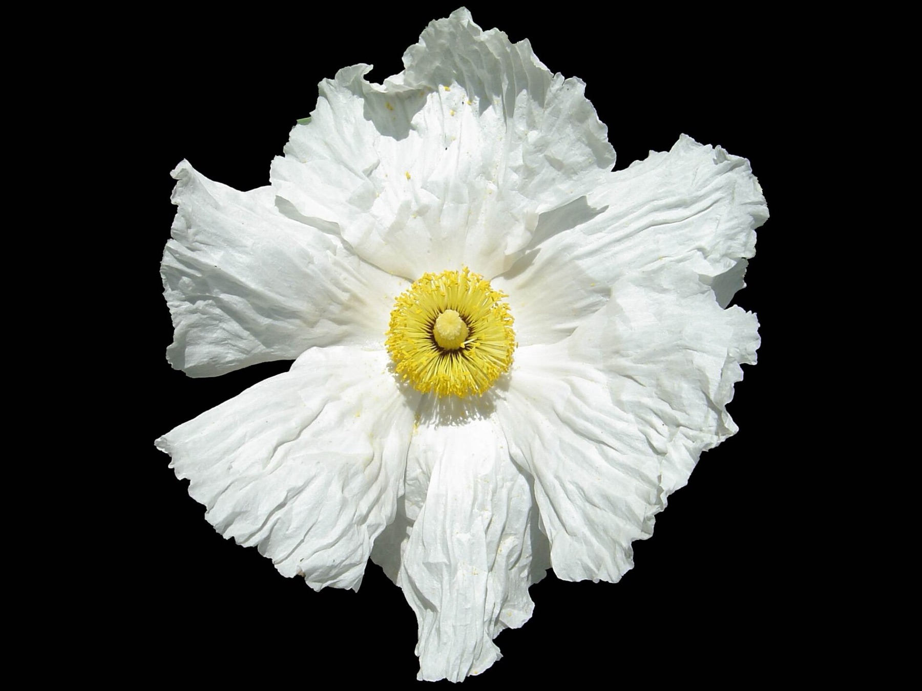 Matilija Poppy — photo 2