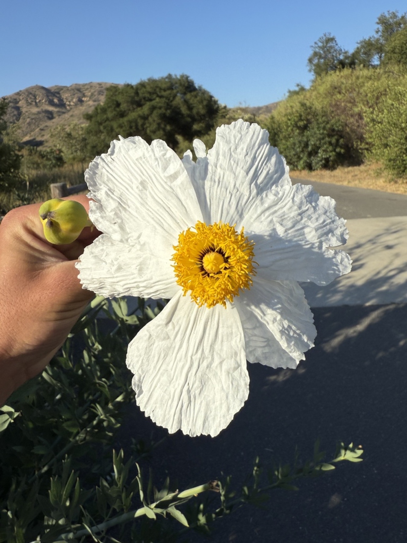 Matilija Poppy — photo 3