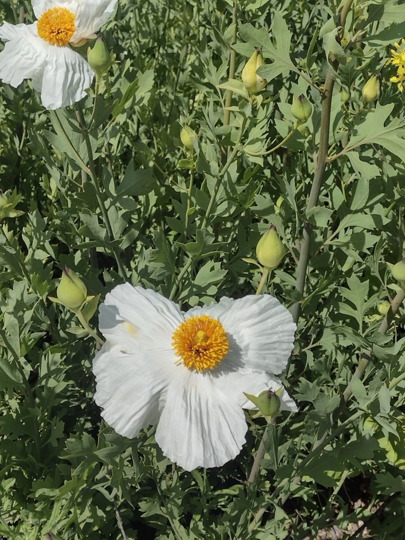 Matilija Poppy — photo 5