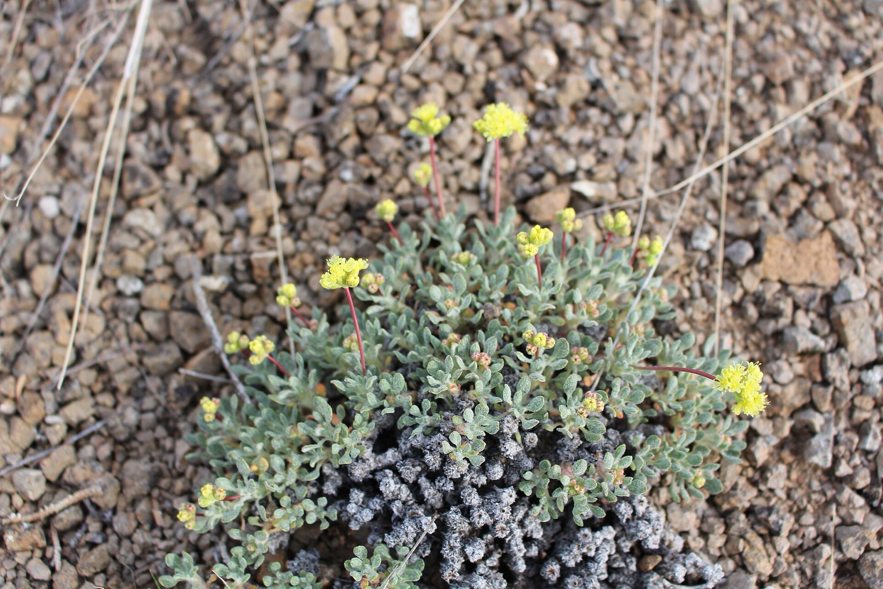 Matted Wild Buckwheat — photo 6
