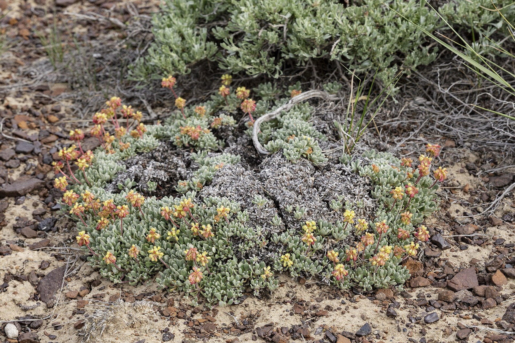 Matted Wild Buckwheat — photo 7