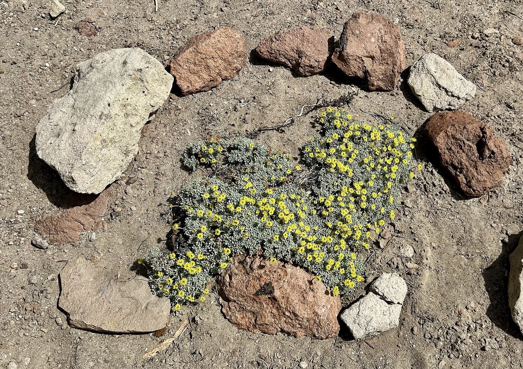 Matted Wild Buckwheat — photo 8