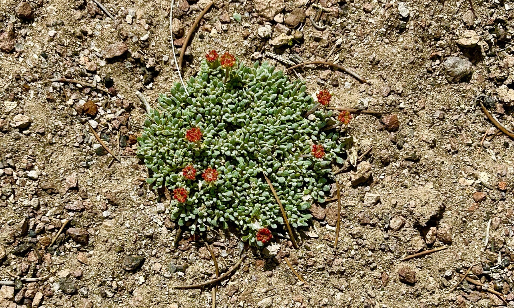 Matted Wild Buckwheat — photo 9