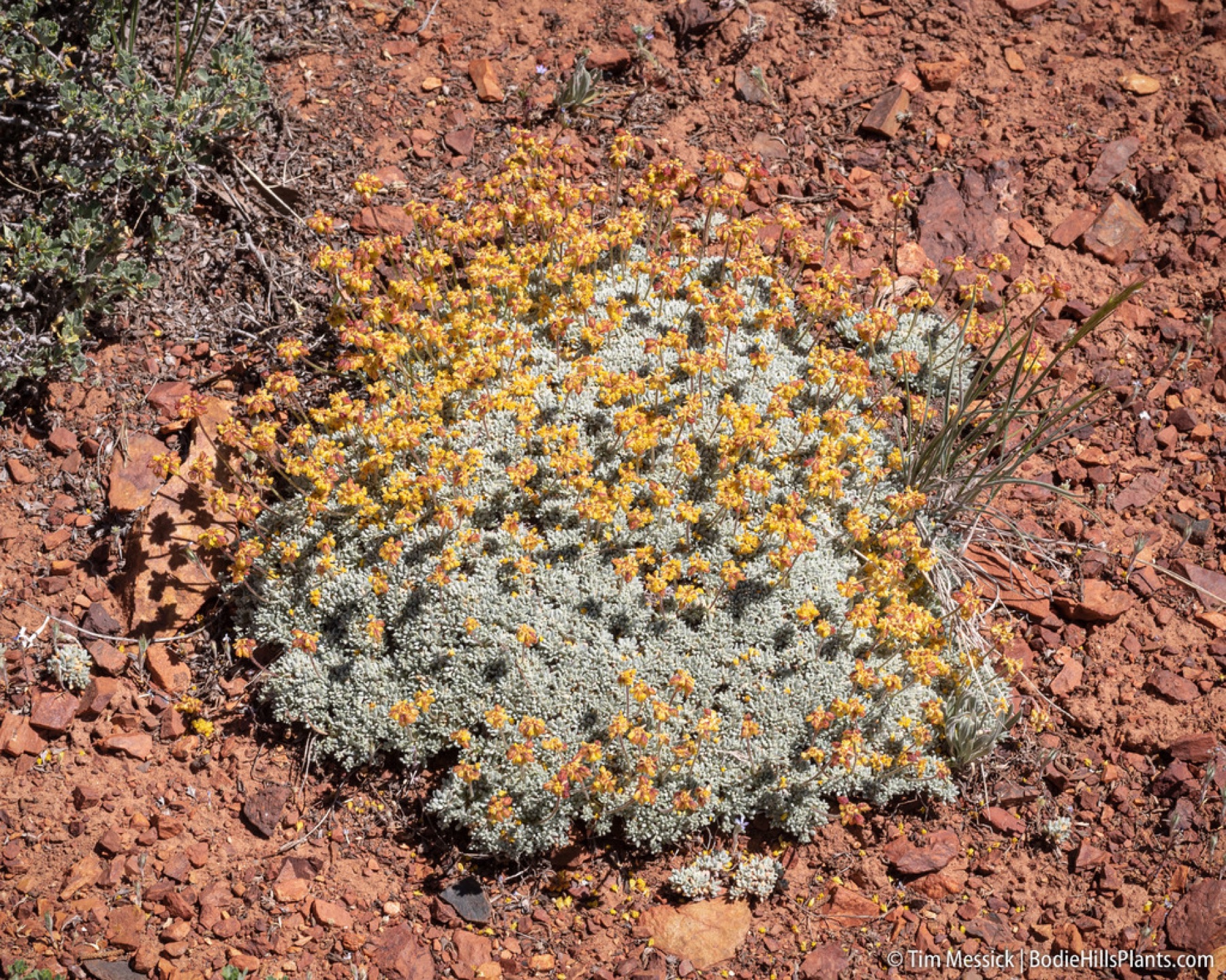 Matted Wild Buckwheat — photo 10