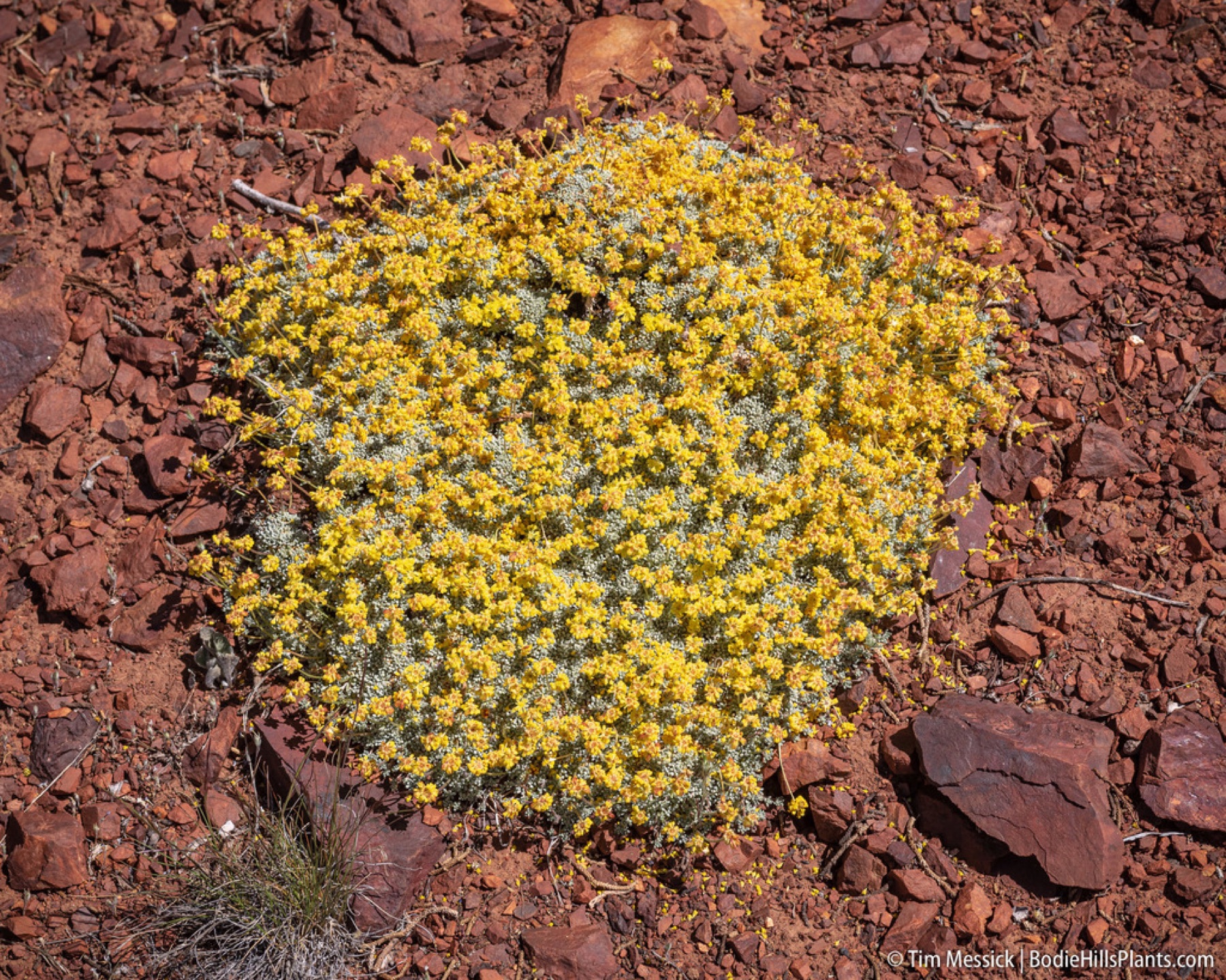 Matted Wild Buckwheat — photo 11