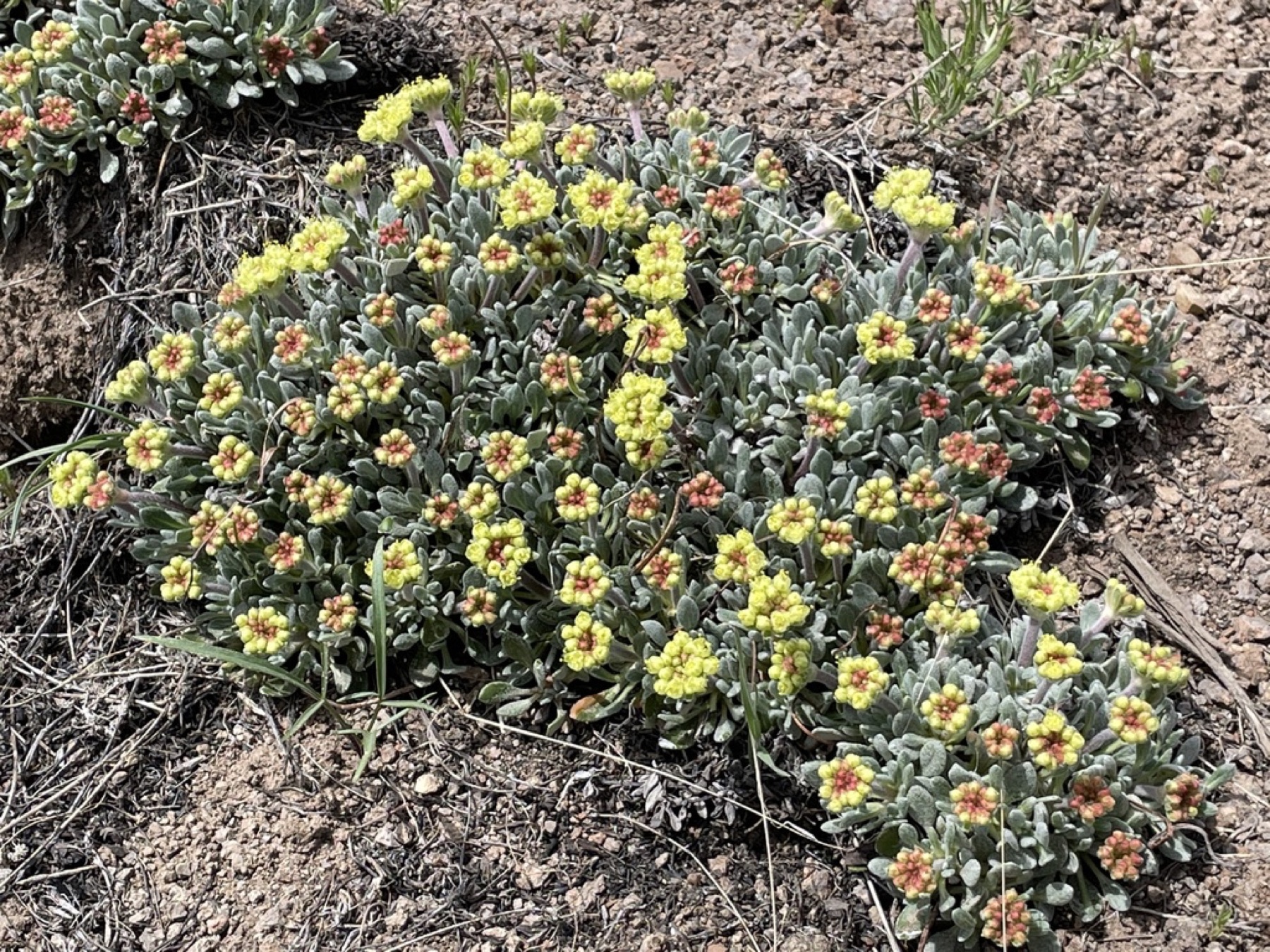 Matted Wild Buckwheat — photo 12