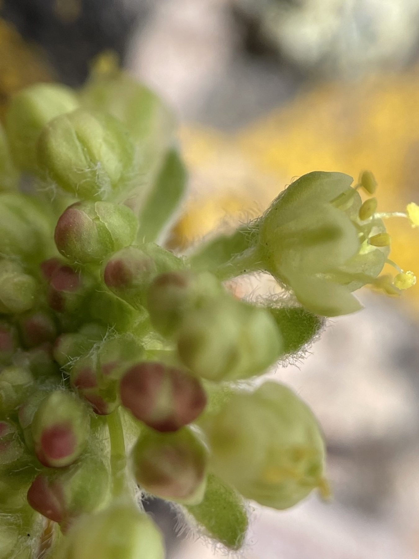 Matted Wild Buckwheat — photo 13
