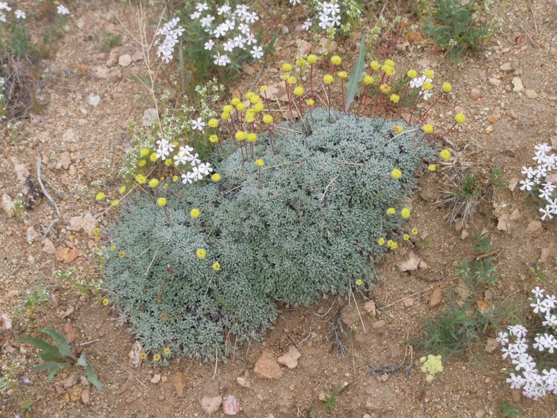 Matted Wild Buckwheat — photo 14