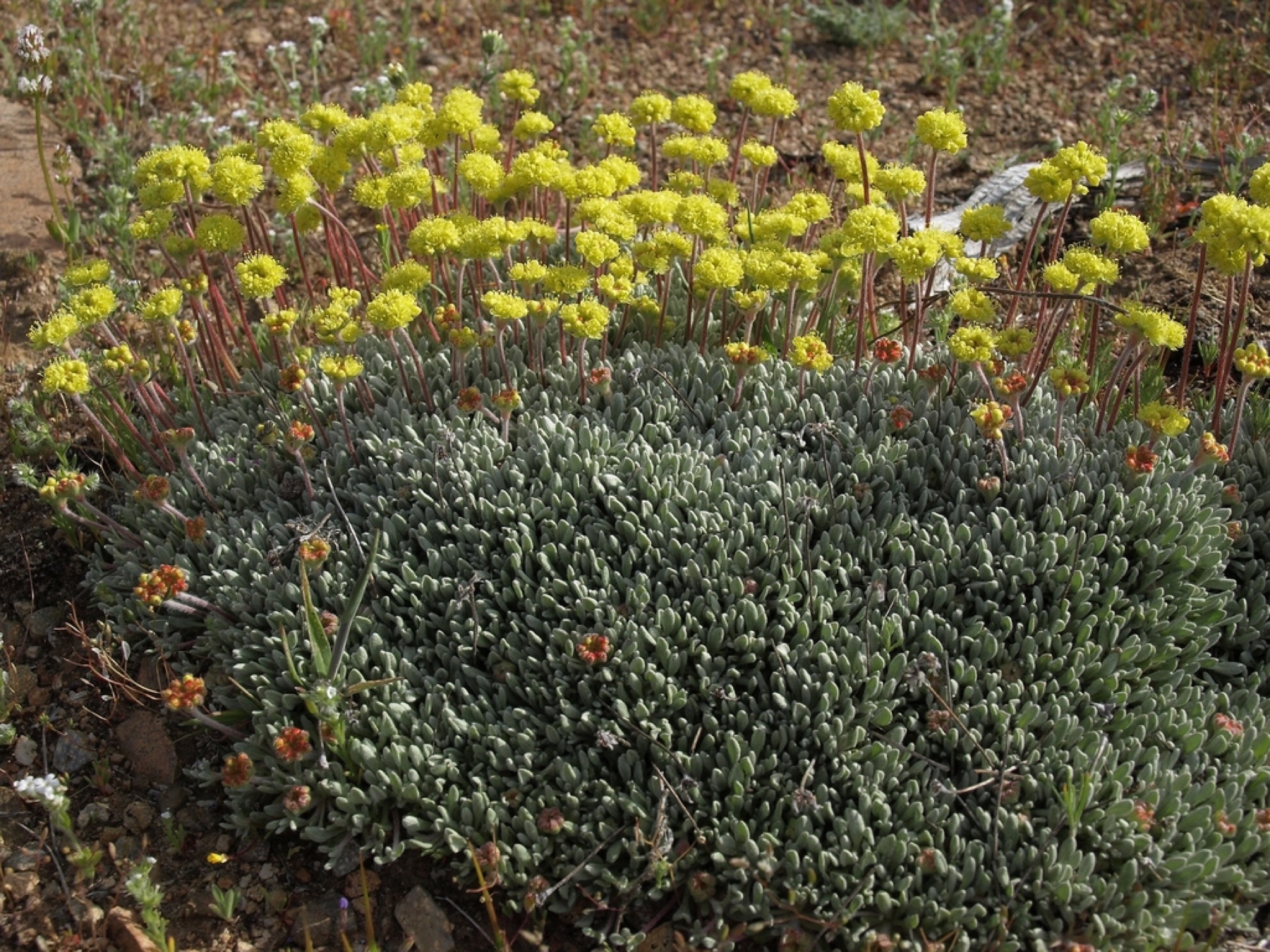 Matted Wild Buckwheat — photo 16
