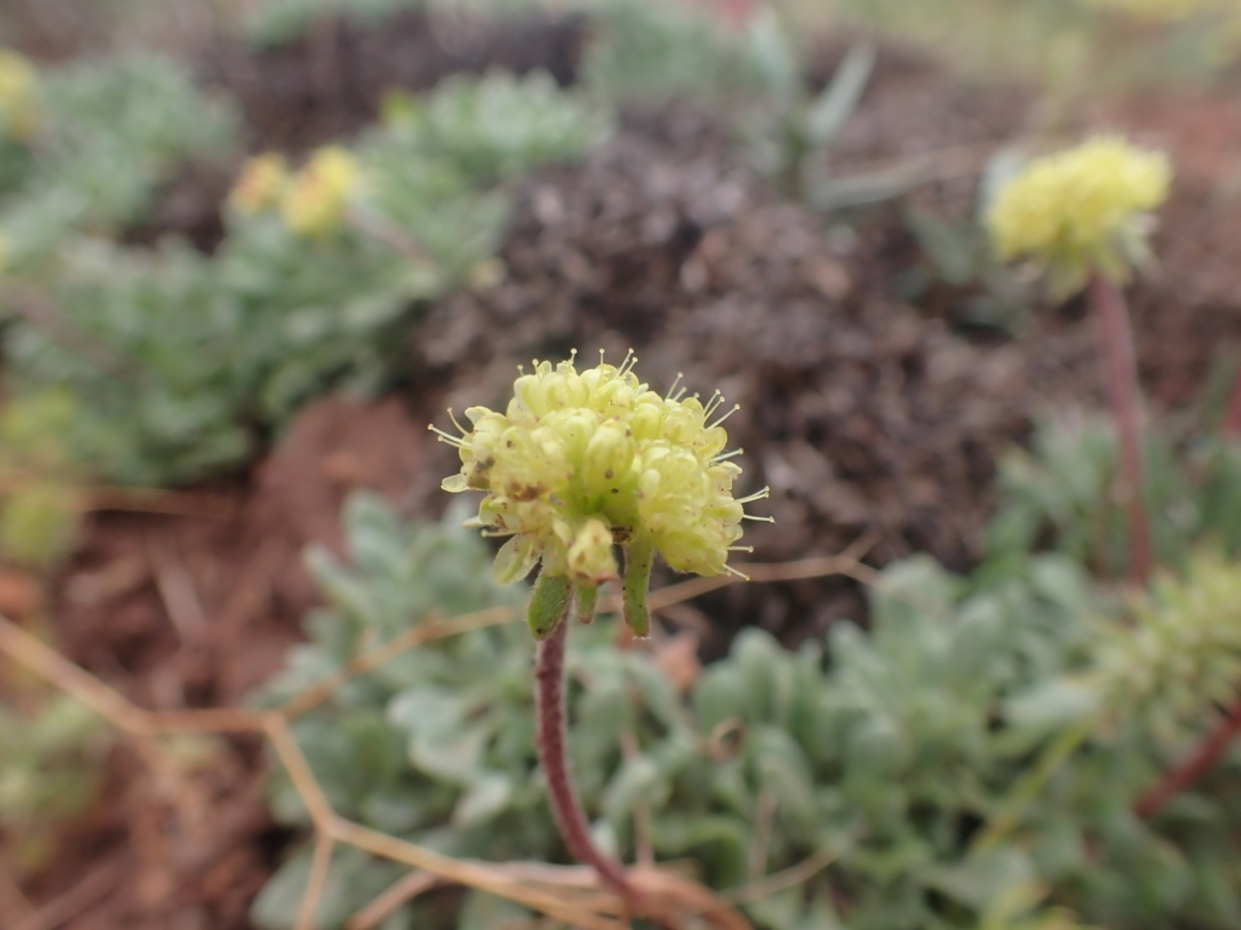 Matted Wild Buckwheat — photo 17