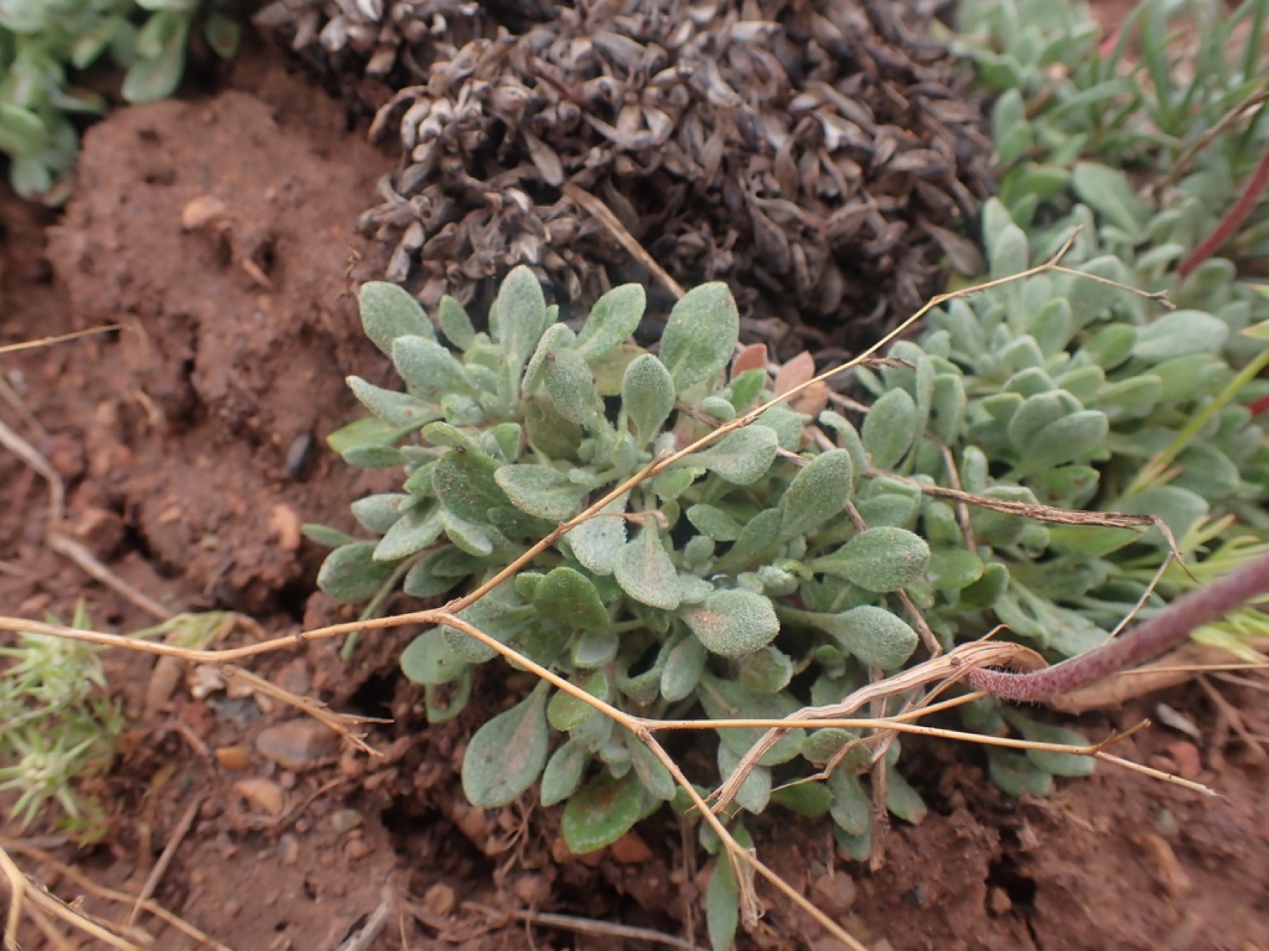 Matted Wild Buckwheat — photo 18