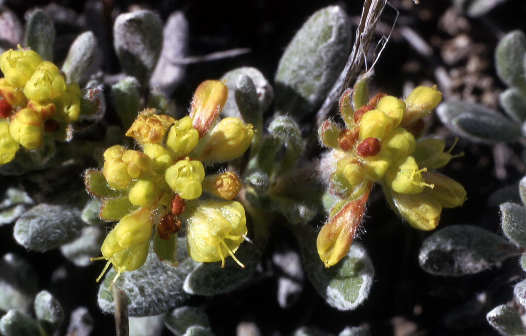 Matted Wild Buckwheat — photo 19