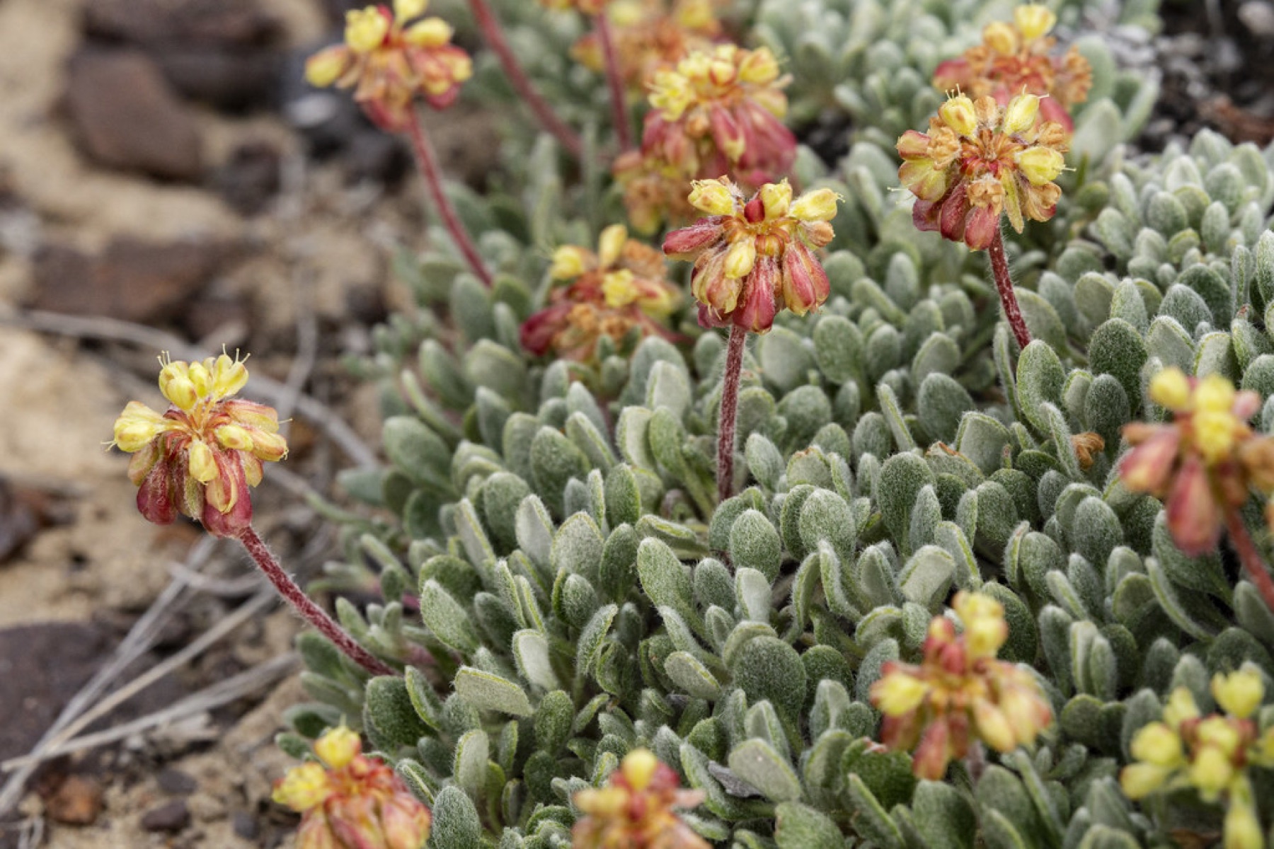 Matted Wild Buckwheat — photo 21