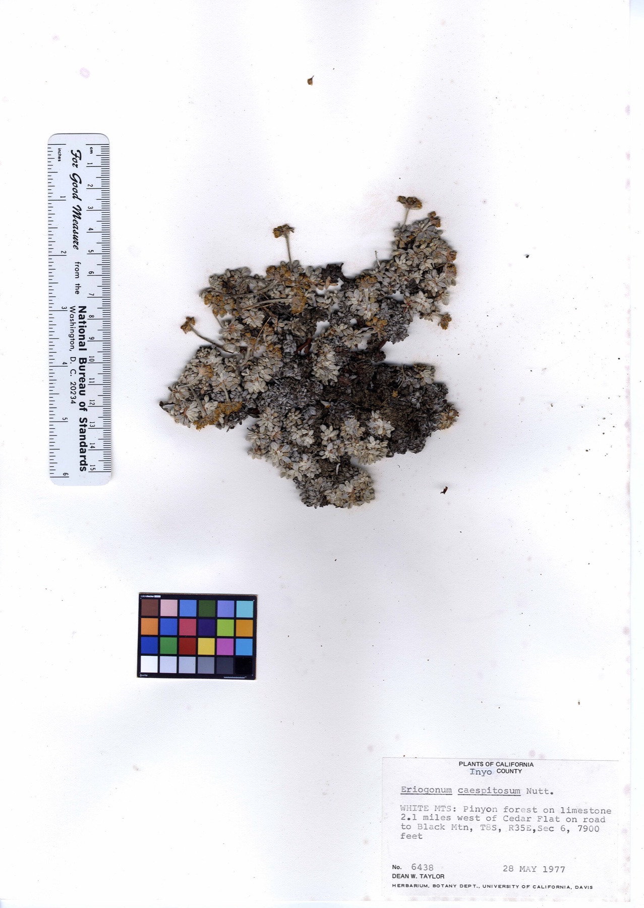 Matted Wild Buckwheat — photo 22