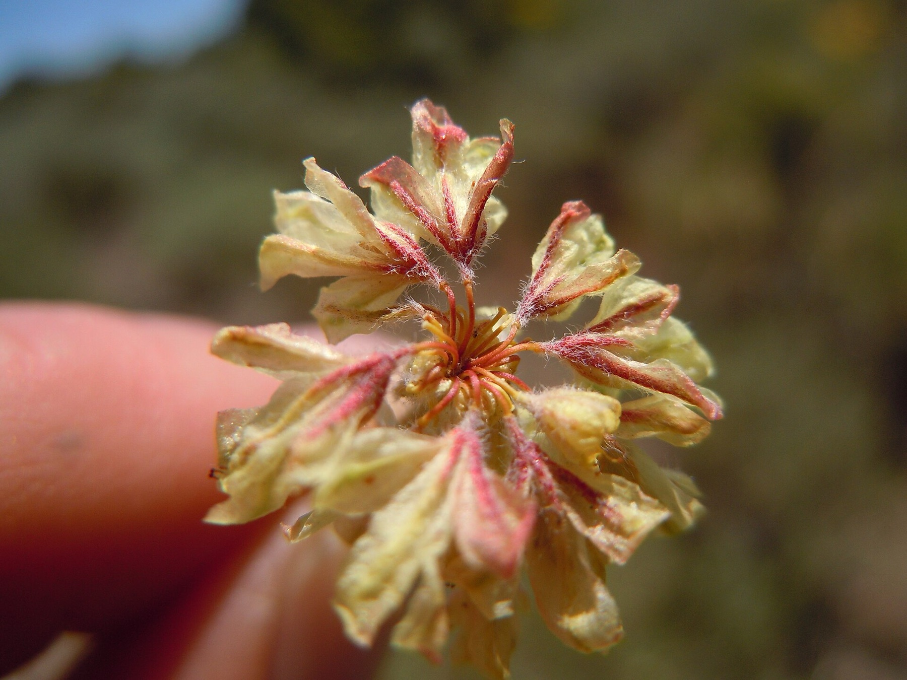Matted Wild Buckwheat — photo 23