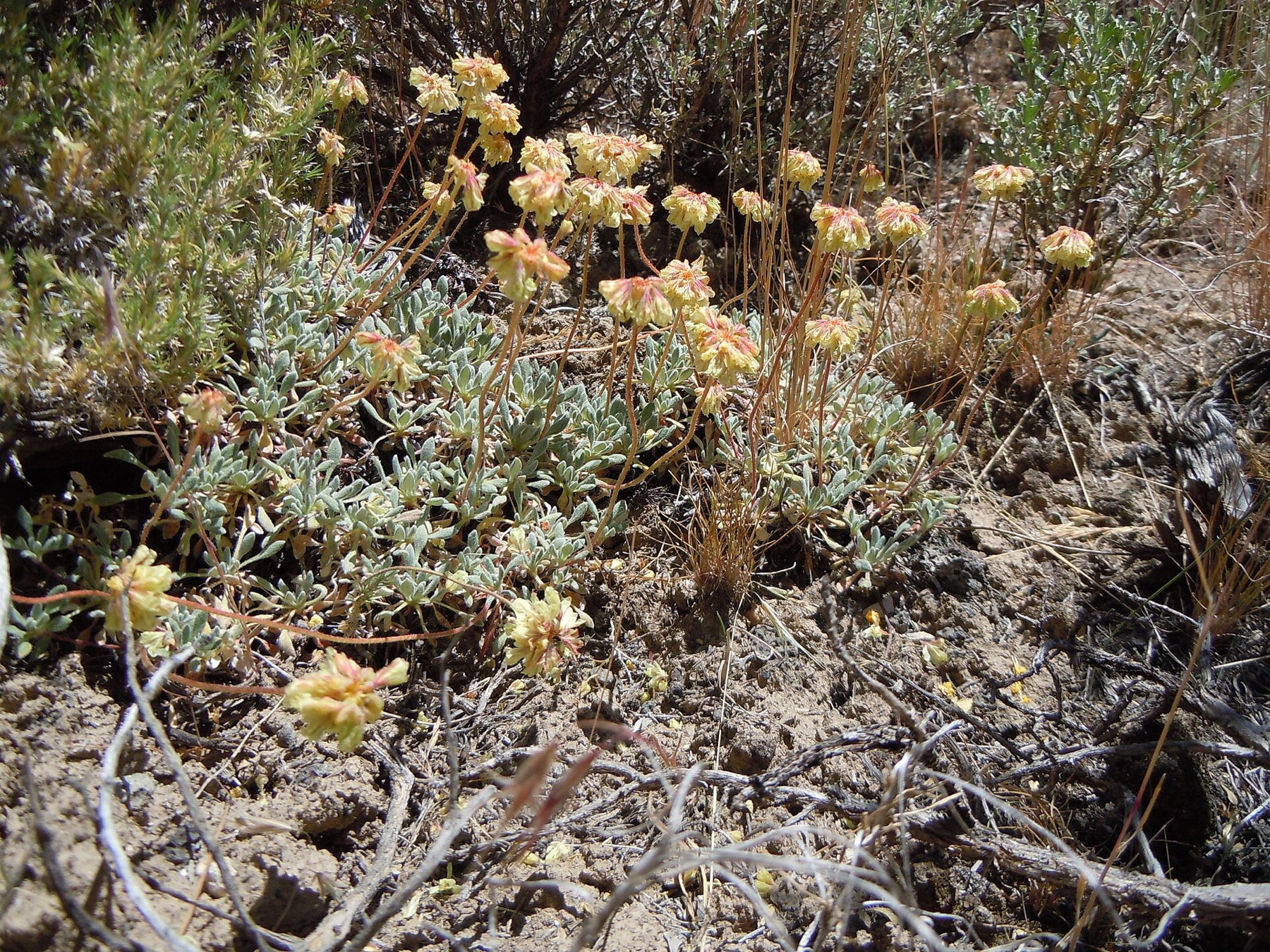 Matted Wild Buckwheat — photo 24