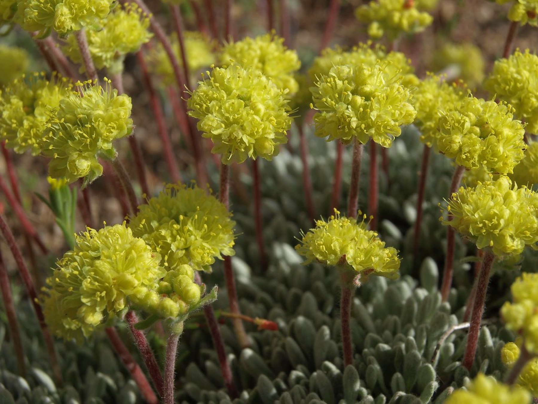 Low mat — e.g. Matted Wild Buckwheat