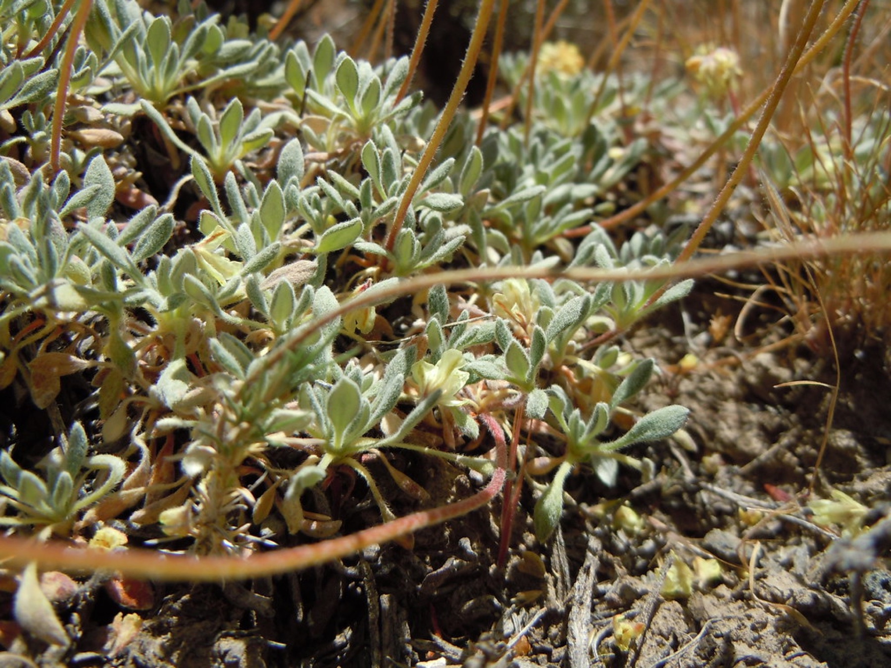 Matted Wild Buckwheat — photo 2