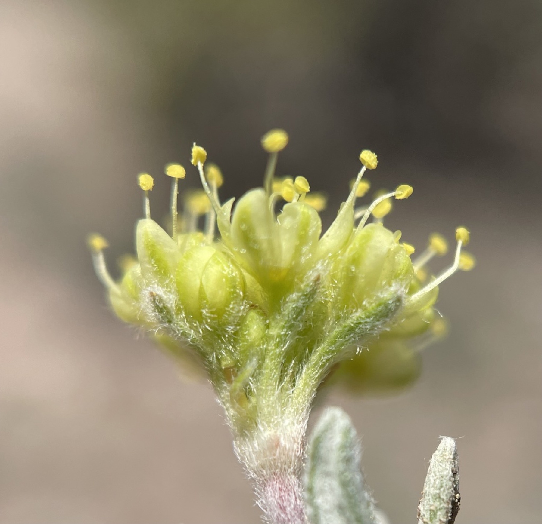 Matted Wild Buckwheat — photo 3
