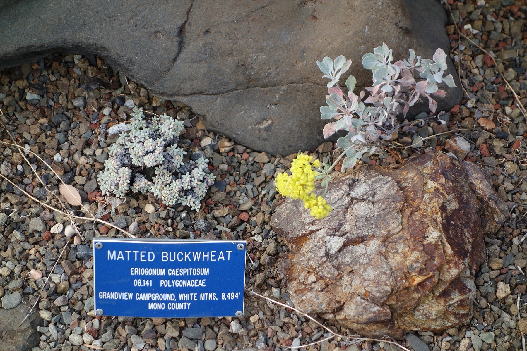 Matted Wild Buckwheat — photo 5
