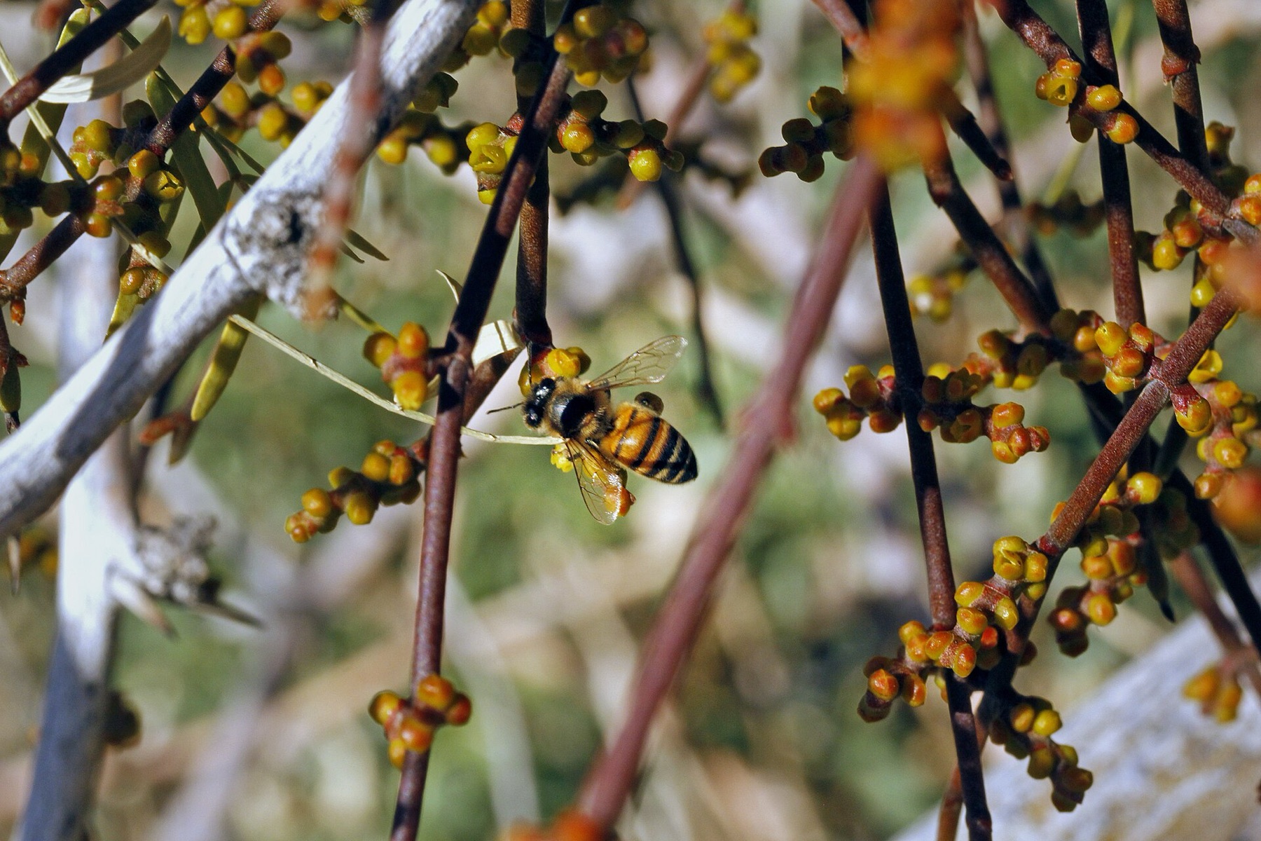 Mesquite Mistletoe — photo 6