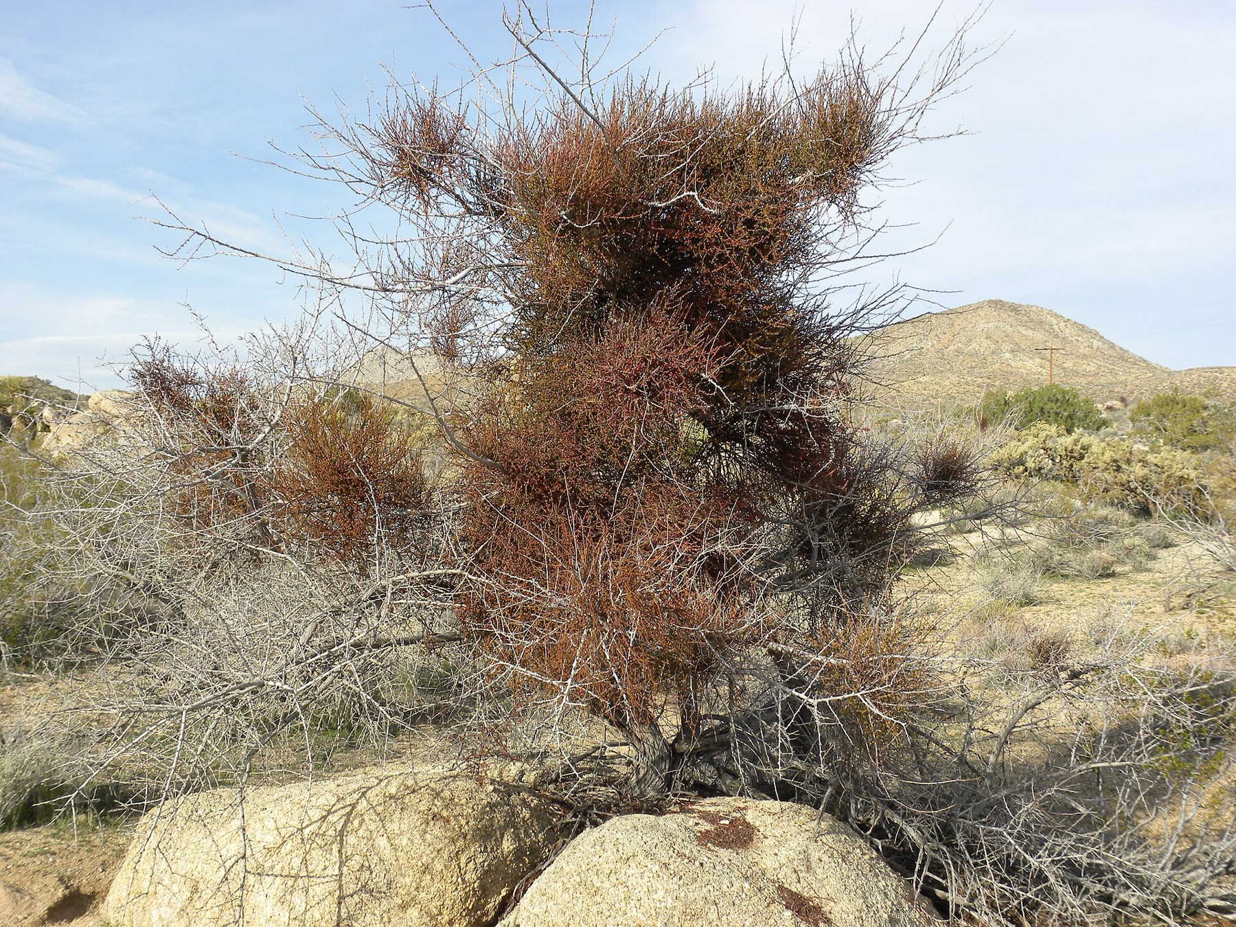 Mesquite Mistletoe — photo 7