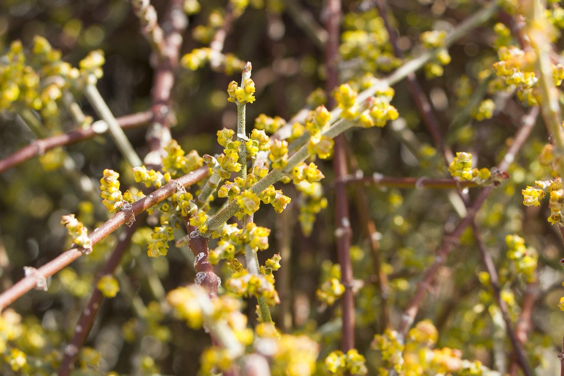 Mesquite Mistletoe — photo 8