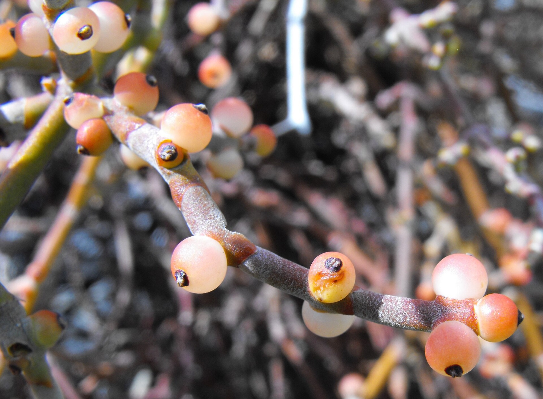 Mesquite Mistletoe — photo 9