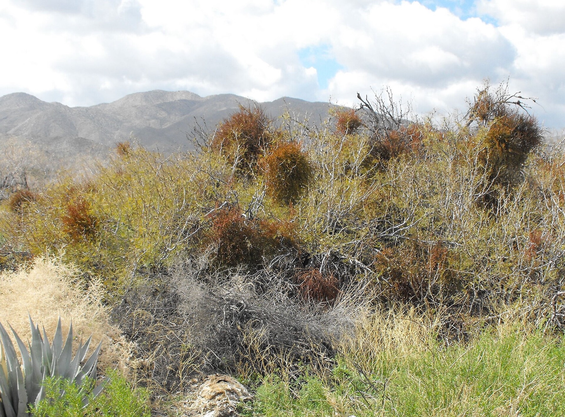 Mesquite Mistletoe — photo 10