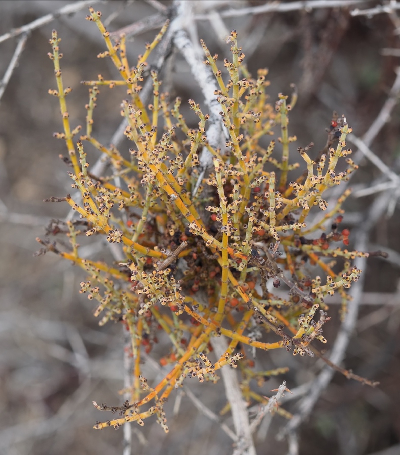 Mesquite Mistletoe — photo 11