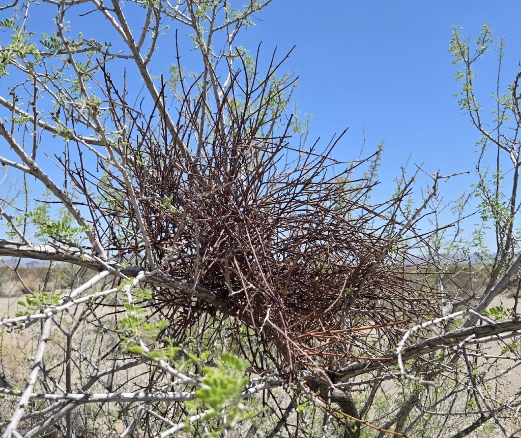 Mesquite Mistletoe — photo 12