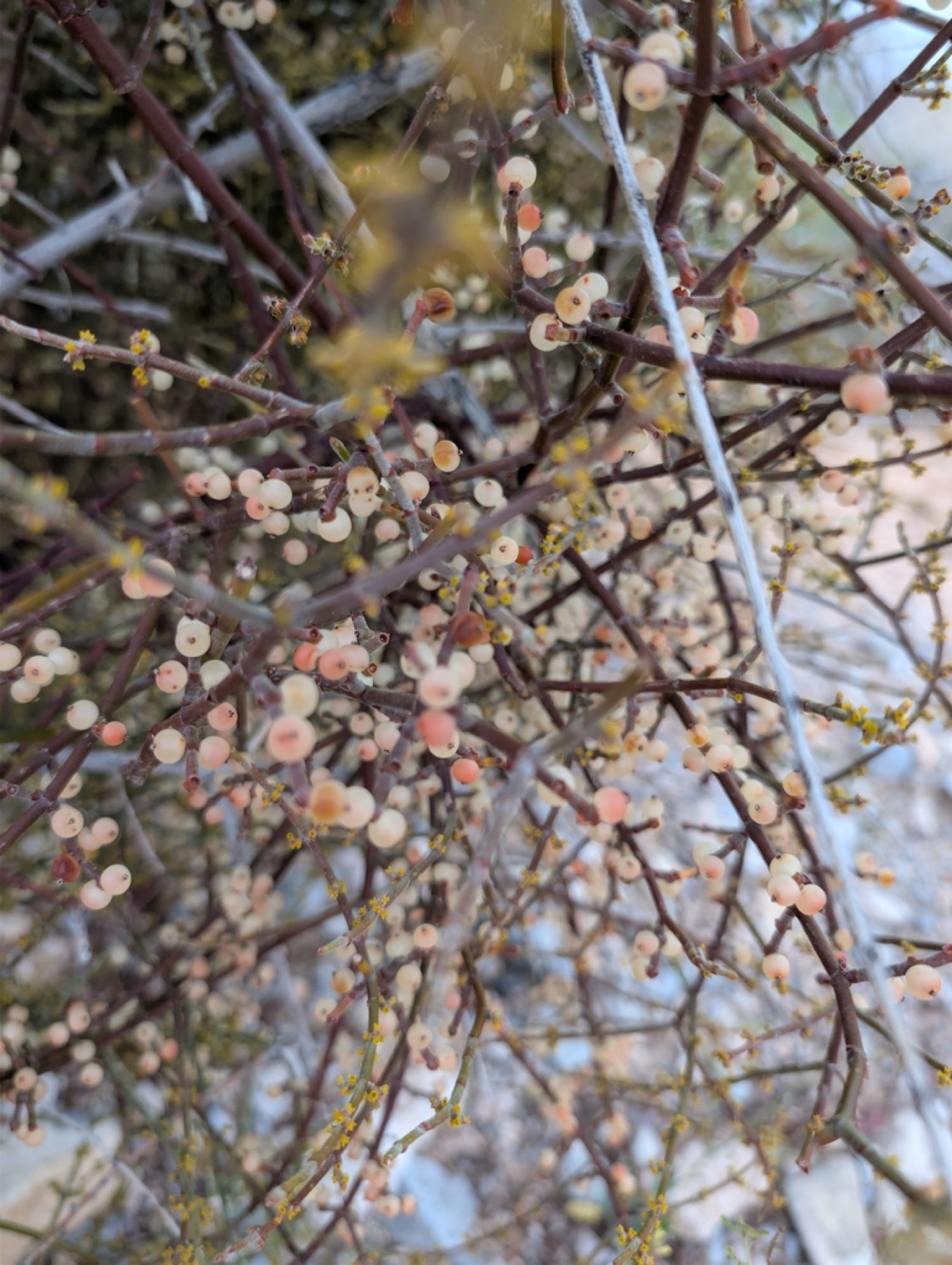 Mesquite Mistletoe — photo 13