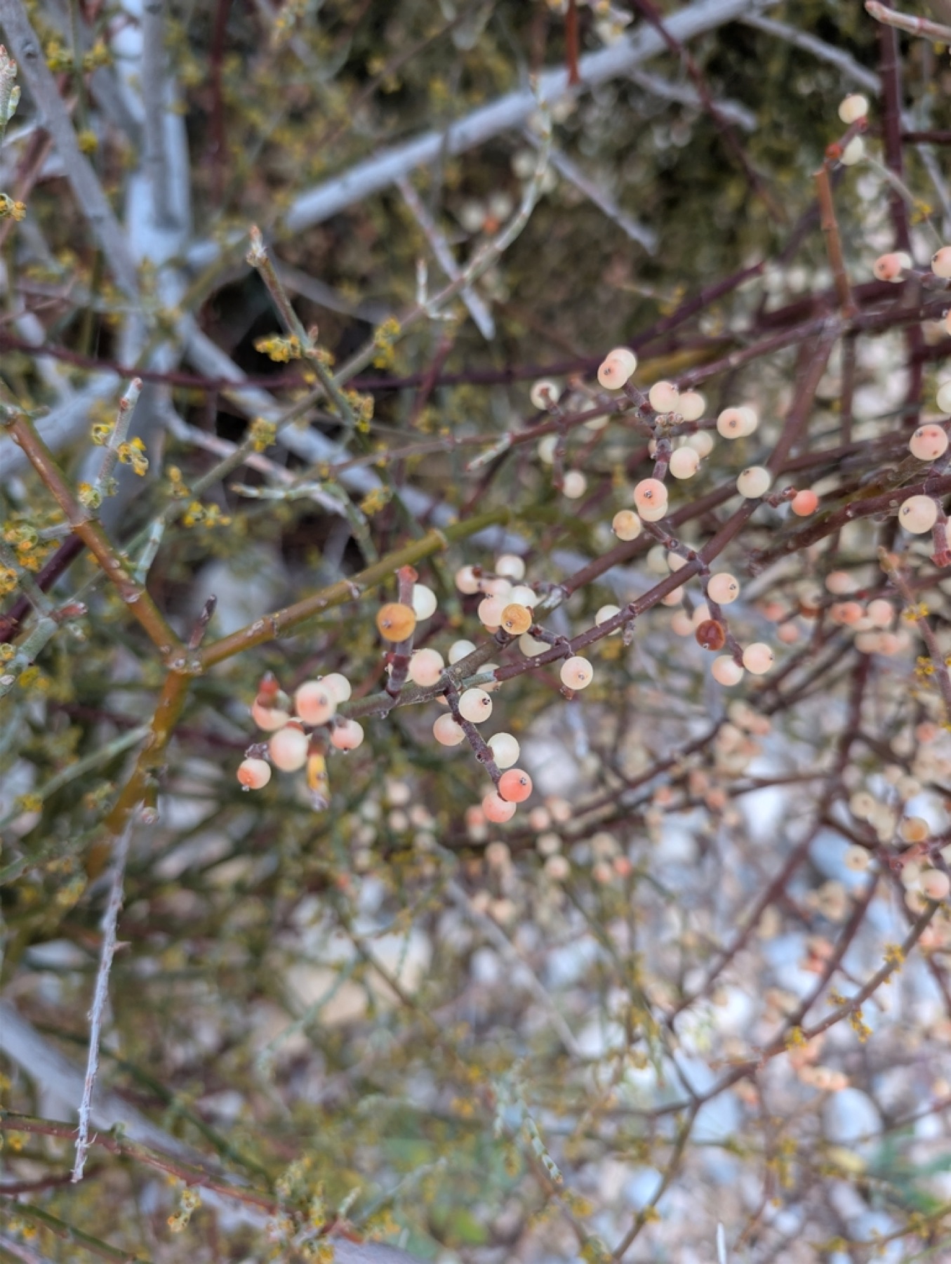 Mesquite Mistletoe — photo 14