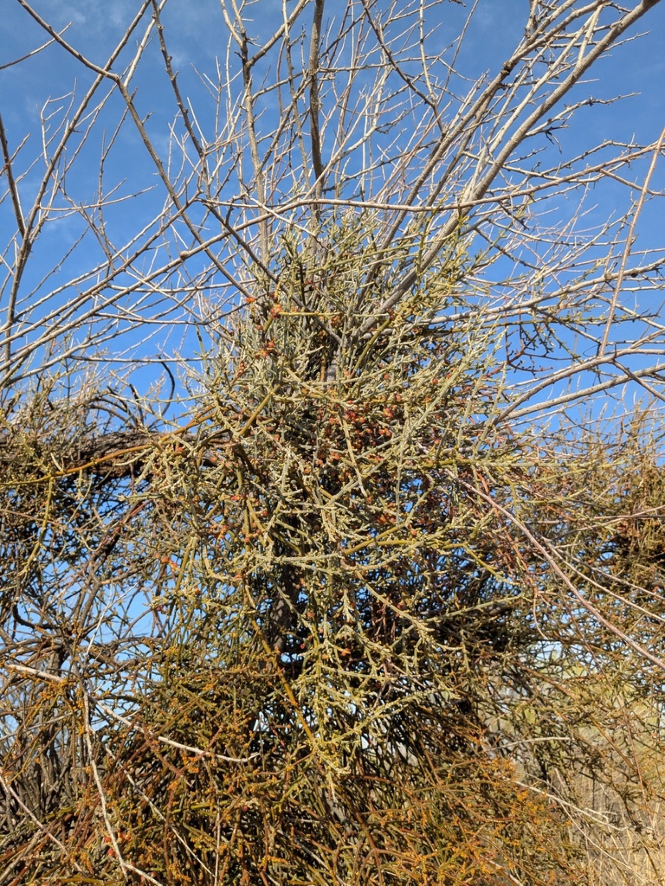 Mesquite Mistletoe — photo 15