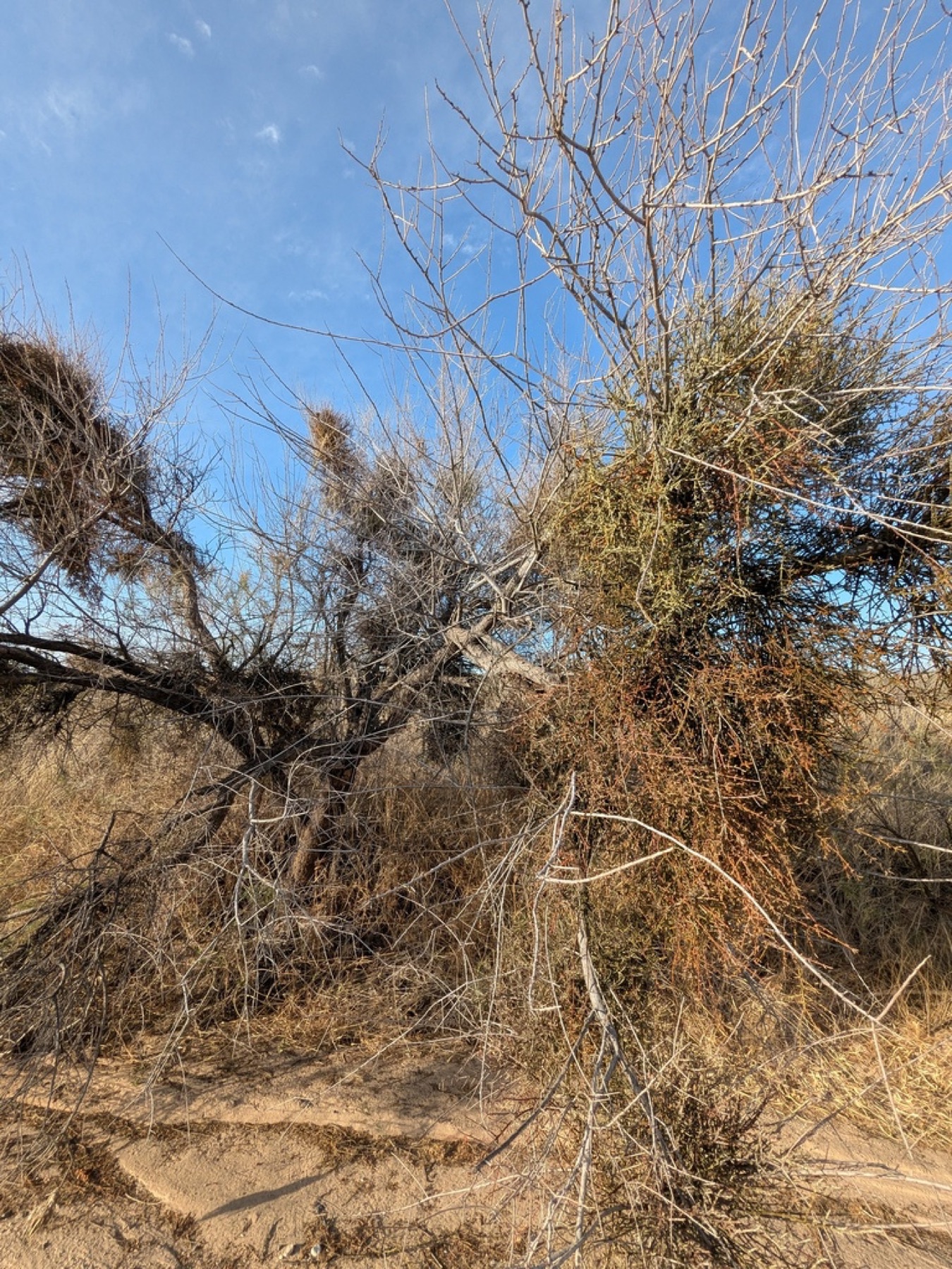 Mesquite Mistletoe — photo 16