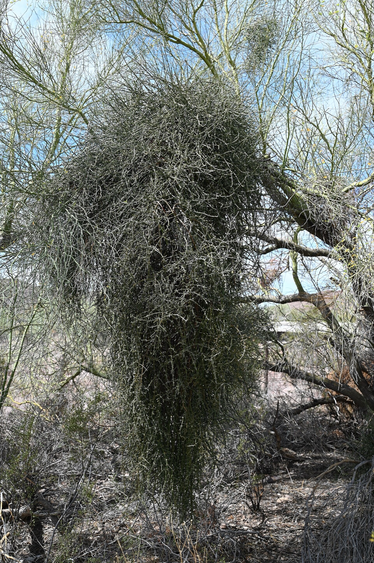 Mesquite Mistletoe — photo 17