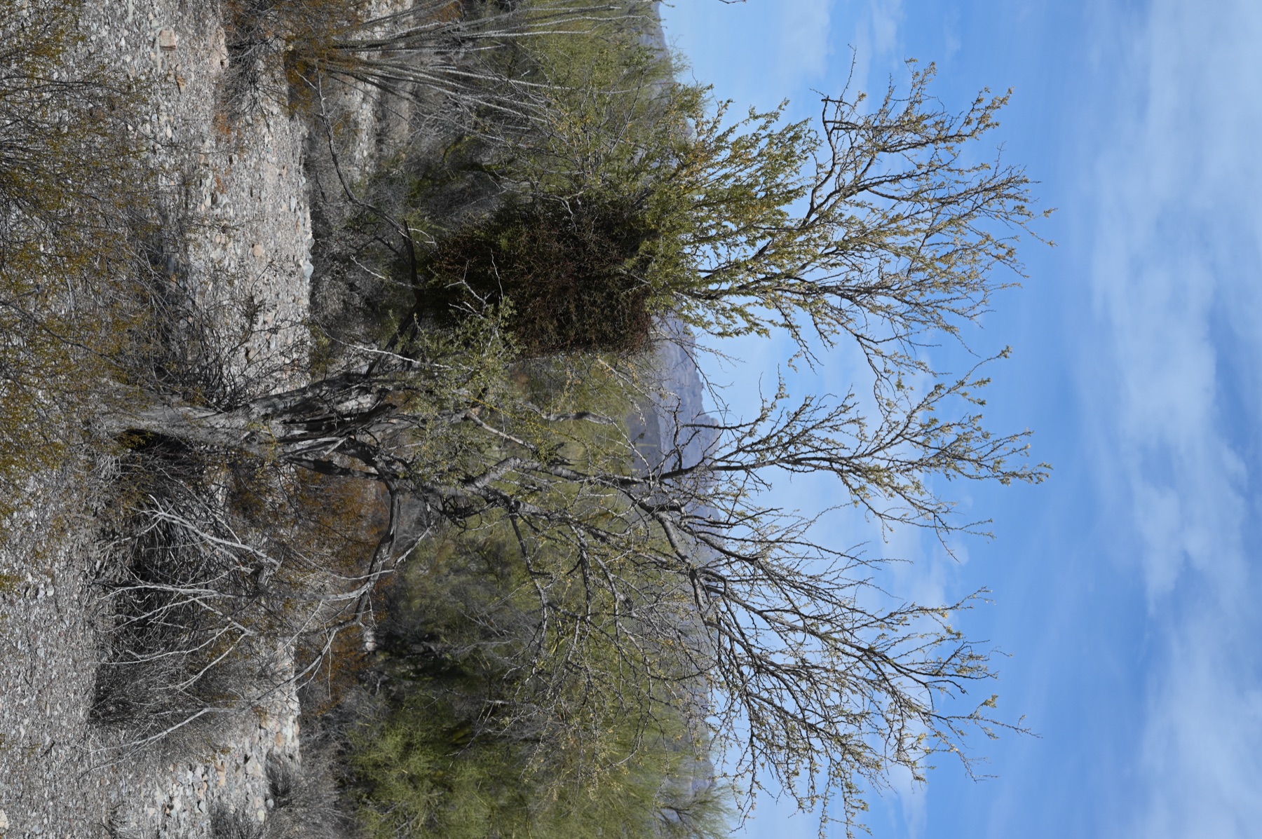 Mesquite Mistletoe — photo 18