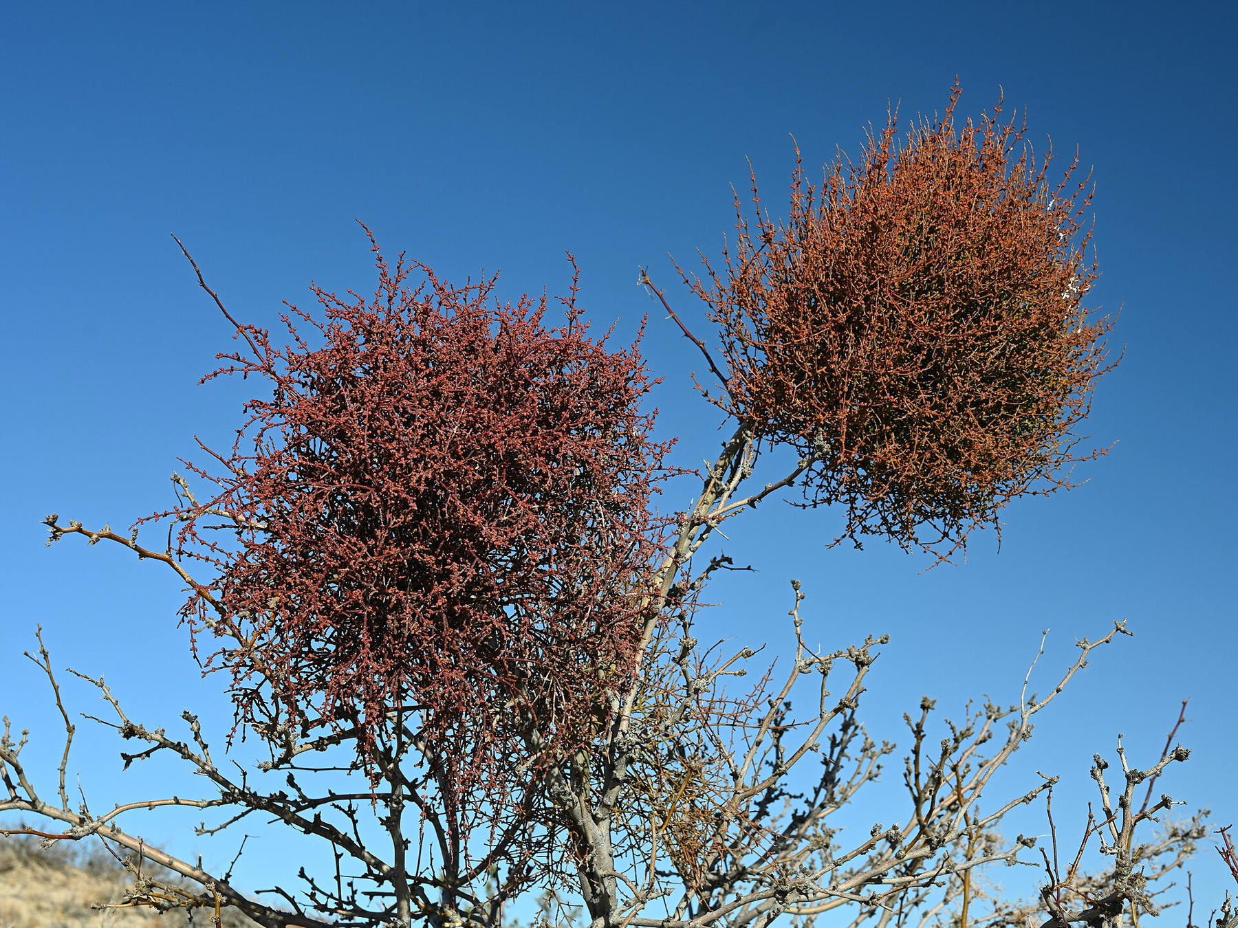 Mesquite Mistletoe — photo 19