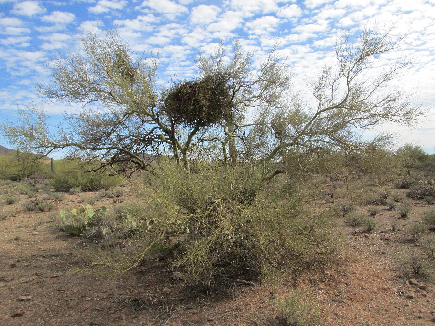 Mesquite Mistletoe — photo 20