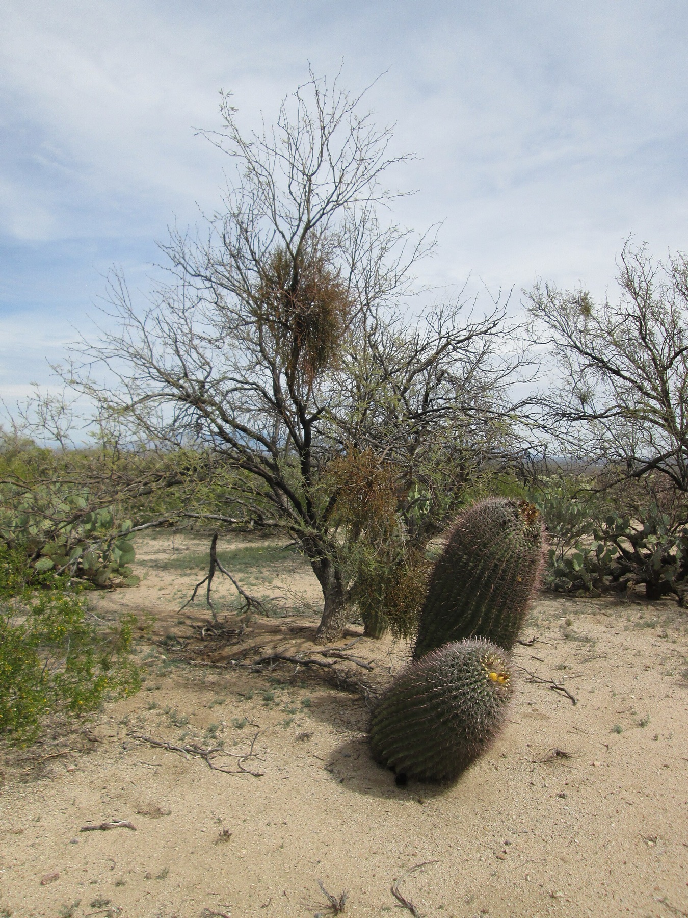 Mesquite Mistletoe — photo 21