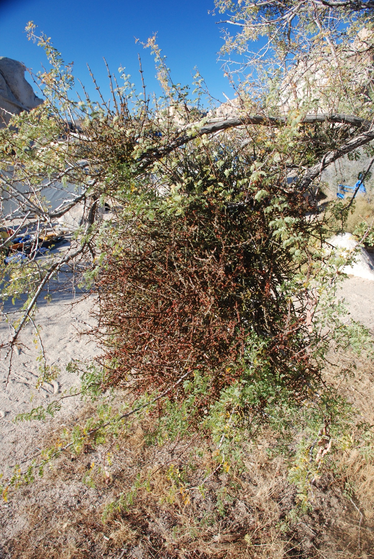 Mesquite Mistletoe — photo 22