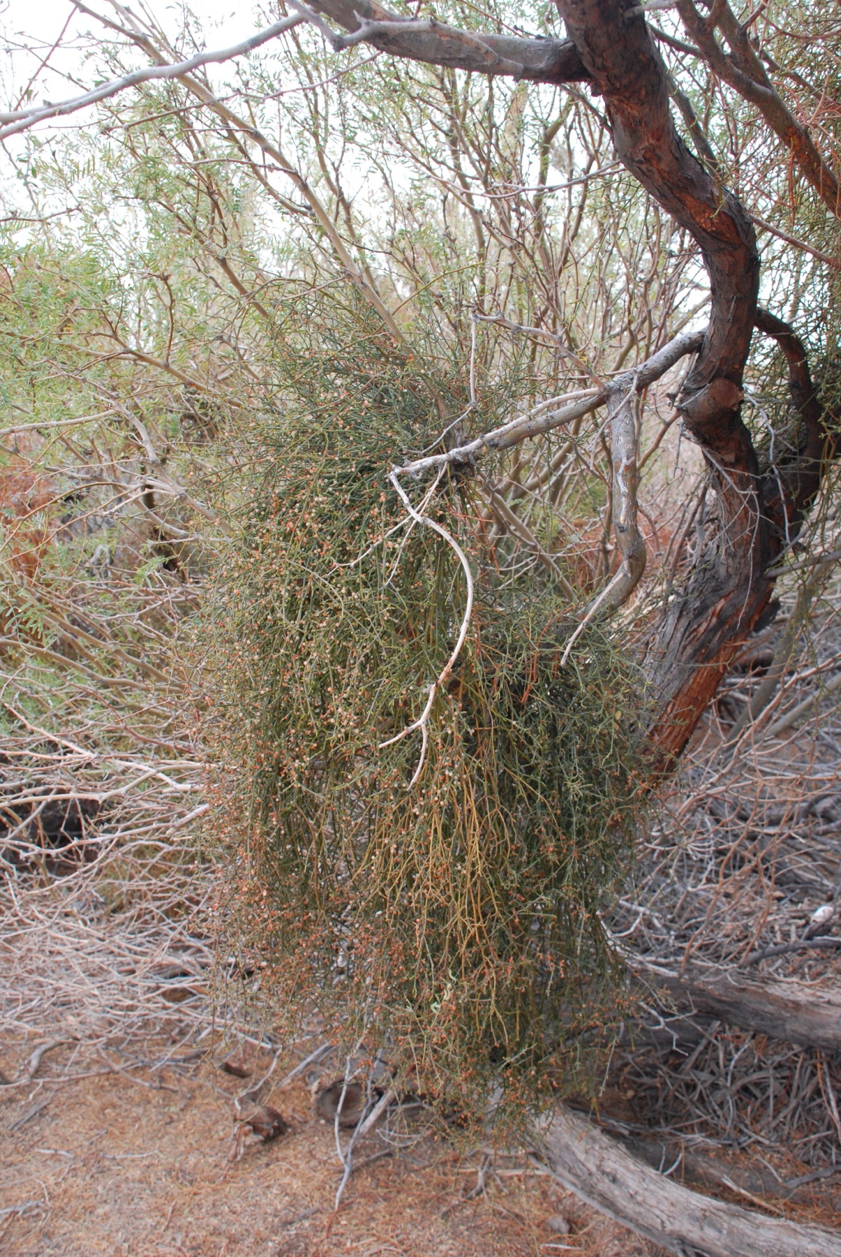 Mesquite Mistletoe — photo 23