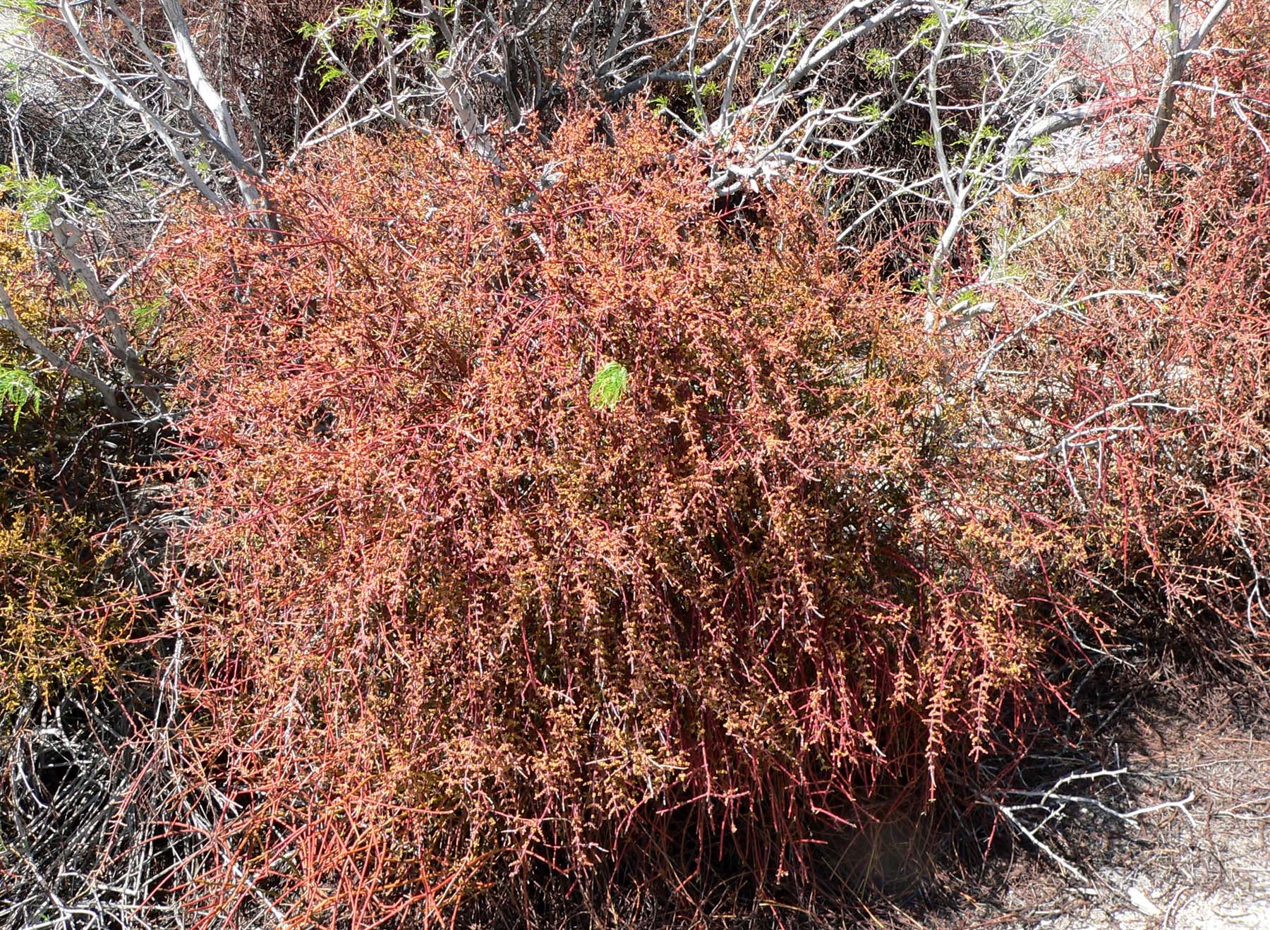 Mesquite Mistletoe — photo 24