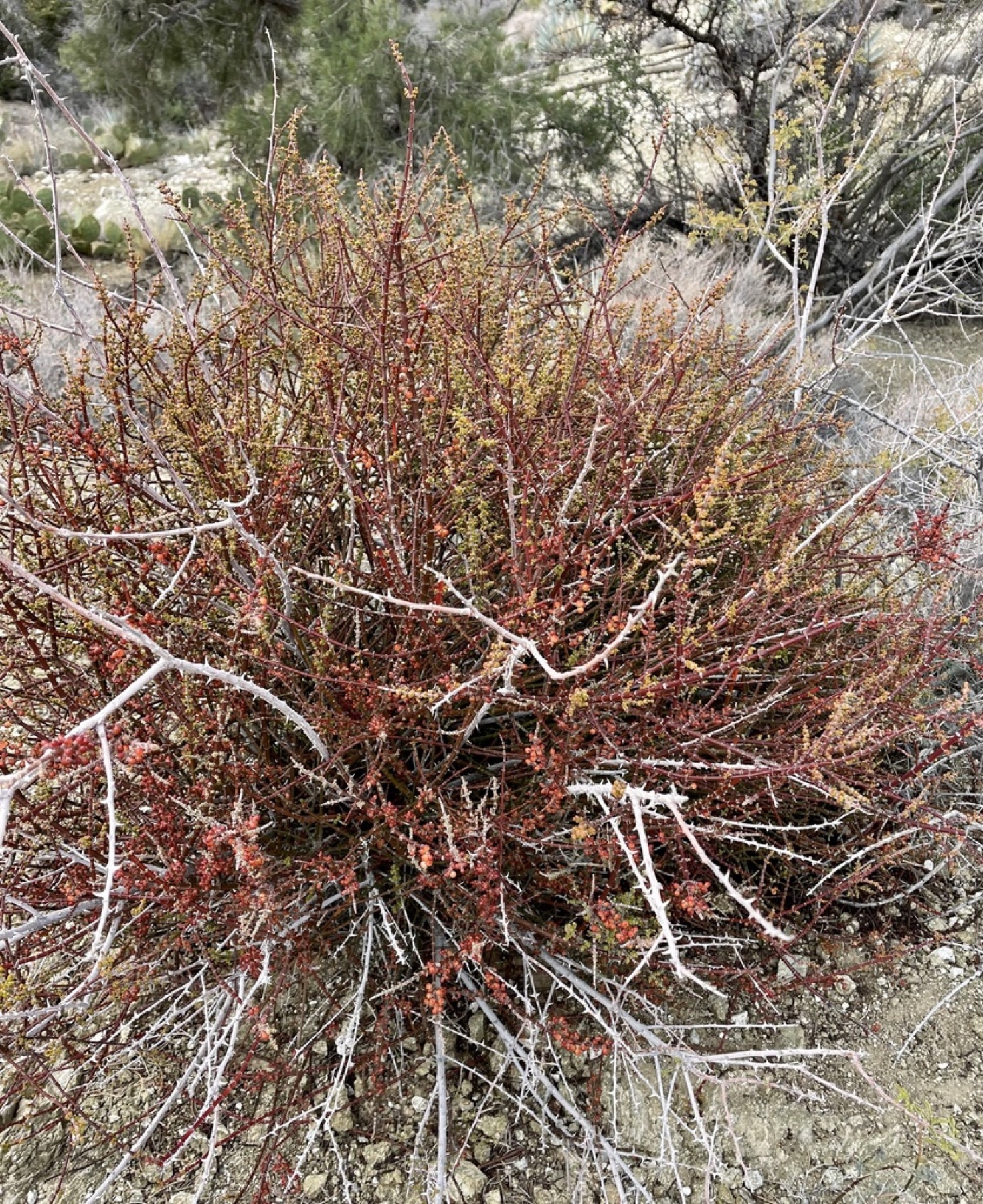 Mesquite Mistletoe