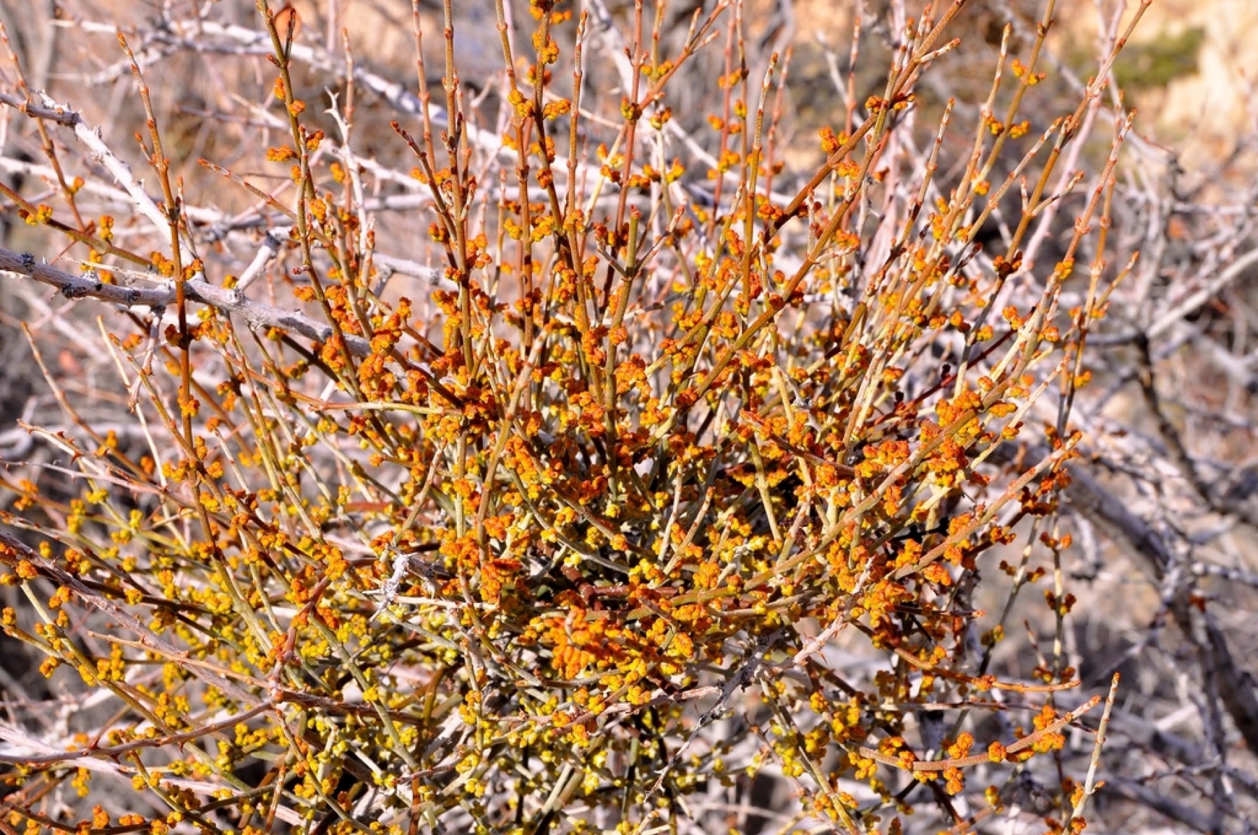 Mesquite Mistletoe — photo 2